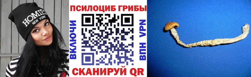MEGA маркетплейс  Суджа  darknet как зайти  Галлюциногенные грибы Psilocybine cubensis 